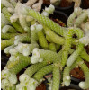 Avonia papyracea - Seed